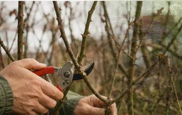 Hände schneiden einen älteren Rosenstrauch mit einer sauberen Gartenschere; Thema Lavendel, Schwerpunkt Fehlerhilfe; Ergebnis.
