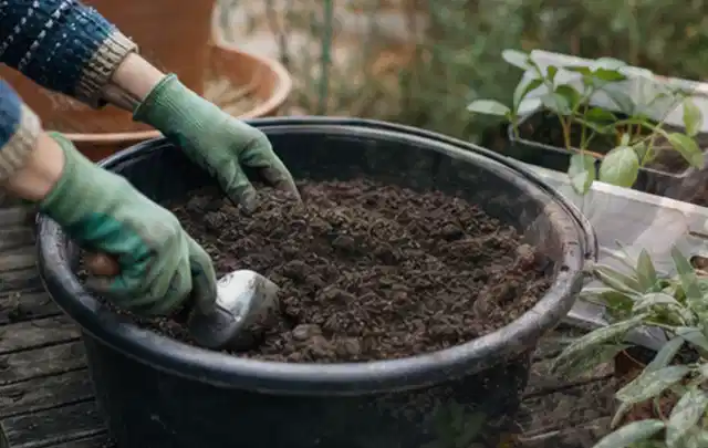 Behandschuhte Hände bereiten lockere Pflanzerde in einem großen Kübel vor; Thema Lavendel, Schwerpunkt Gartenpraxis; Kontrolle.