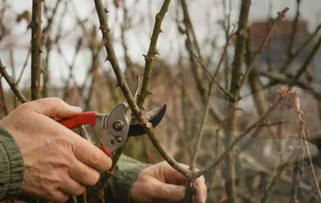 Hände schneiden einen älteren Rosenstrauch mit einer sauberen Gartenschere; Thema Lavendel, Schwerpunkt Gartenpraxis; Ergebnis.