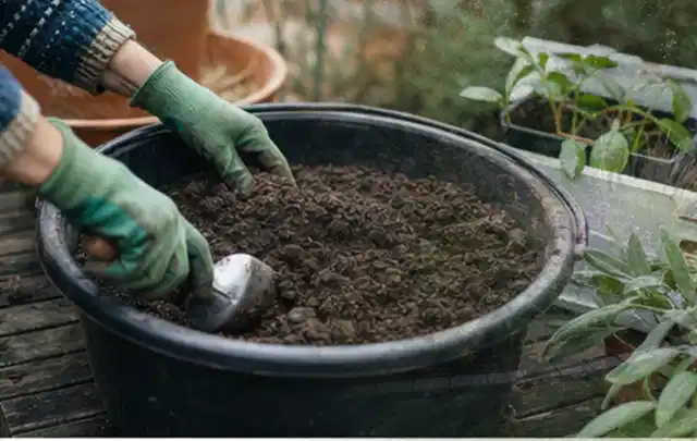 Behandschuhte Hände bereiten lockere Pflanzerde in einem großen Kübel vor; Thema Lavendel, Schwerpunkt Jahrespflege; Ergebnis.