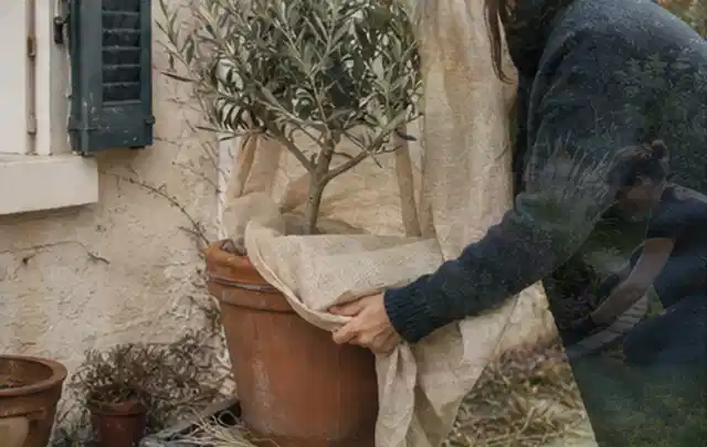 Person umhüllt eine mediterrane Kübelpflanze mit atmungsaktivem Winterschutz; Thema Lavendel, Schwerpunkt Kaufberatung; Ergebnis.