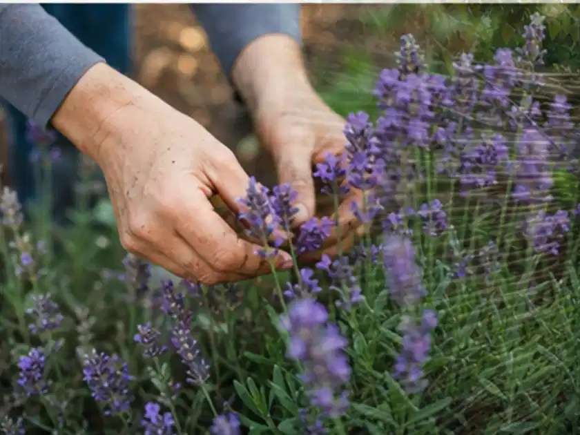 Hände pflegen blühenden Lavendel in einem natürlich angelegten Gartenbeet; Thema Lavendel, Schwerpunkt Pflanzengesundheit; Titelbild.