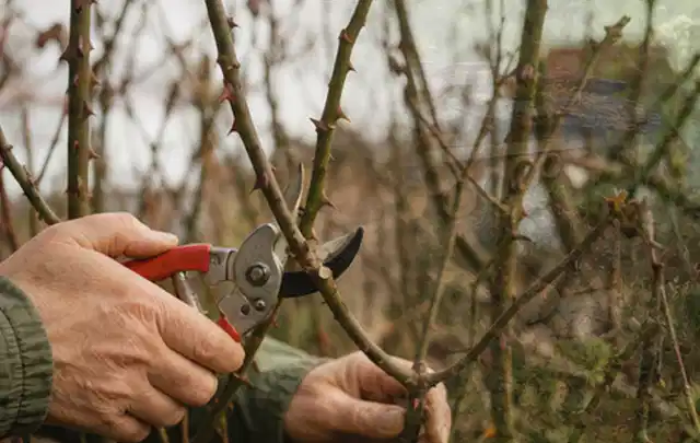 Hände schneiden einen älteren Rosenstrauch mit einer sauberen Gartenschere; Thema Lavendel, Schwerpunkt Pflanzengesundheit; Umsetzung.