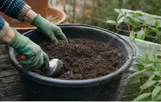 Behandschuhte Hände bereiten lockere Pflanzerde in einem großen Kübel vor; Thema Lavendel, Schwerpunkt Pflanzengesundheit; Ergebnis.
