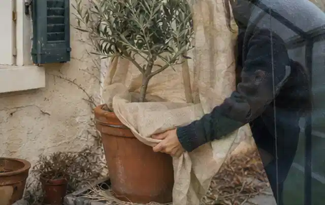 Person umhüllt eine mediterrane Kübelpflanze mit atmungsaktivem Winterschutz; Thema Lavendel, Schwerpunkt Pflanzengesundheit; Praxisalltag.