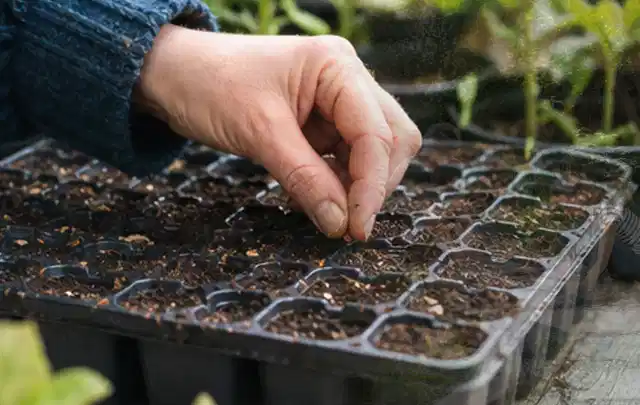 Hand legt einzelne Samen in vorbereitete Anzuchtschalen mit lockerer Erde; Thema Lavendel, Schwerpunkt Pflanzenschutz; Ausgangslage.