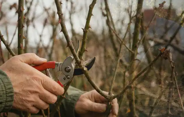 Hände schneiden einen älteren Rosenstrauch mit einer sauberen Gartenschere; Thema Lavendel, Schwerpunkt Pflanzenschutz; Umsetzung.