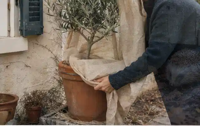 Person umhüllt eine mediterrane Kübelpflanze mit atmungsaktivem Winterschutz; Thema Lavendel, Schwerpunkt Pflanzenschutz; Kontrolle.