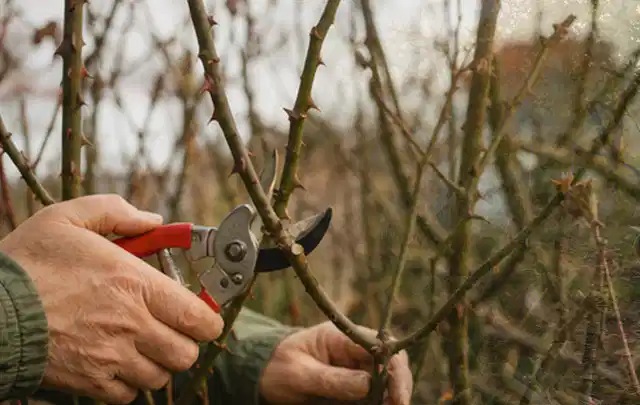 Hände schneiden einen älteren Rosenstrauch mit einer sauberen Gartenschere; Thema Lavendel, Schwerpunkt Pflanzpartner; Kontrolle.