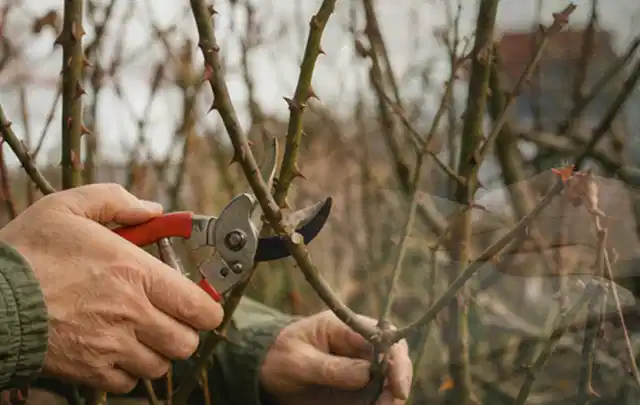 Hände schneiden einen älteren Rosenstrauch mit einer sauberen Gartenschere; Thema Lavendel, Schwerpunkt Rückschnitt; Ergebnis.