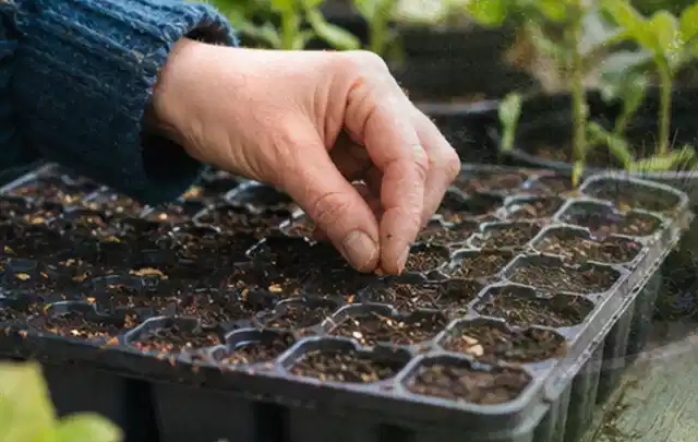 Hand legt einzelne Samen in vorbereitete Anzuchtschalen mit lockerer Erde; Thema Lavendel, Schwerpunkt Rückschnitt; Praxisalltag.