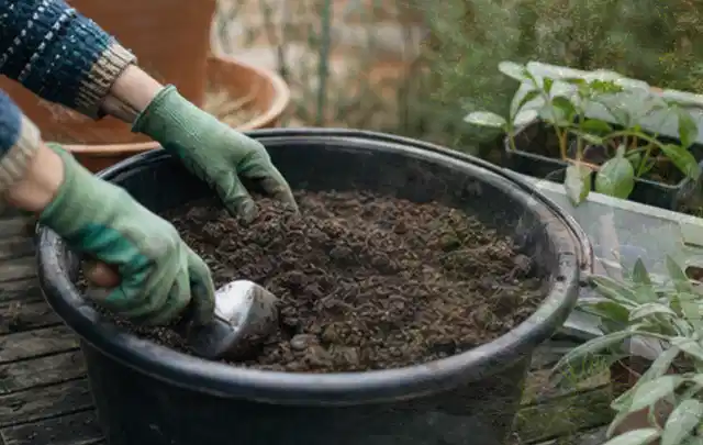Behandschuhte Hände bereiten lockere Pflanzerde in einem großen Kübel vor; Thema Lavendel, Schwerpunkt Sortenwahl; Kontrolle.
