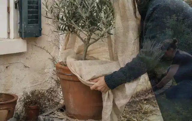 Person umhüllt eine mediterrane Kübelpflanze mit atmungsaktivem Winterschutz; Thema Lavendel, Schwerpunkt Sortenwahl; Praxisalltag.