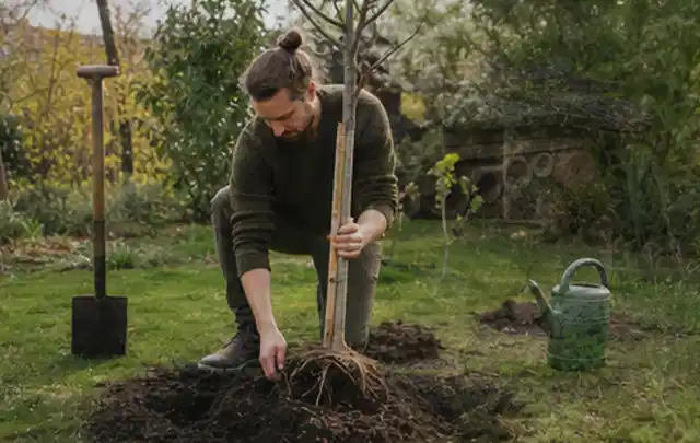Person setzt einen jungen Zierbaum in ein vorbereitetes Pflanzloch im Garten; Thema Lavendel, Schwerpunkt Standort; Umsetzung.