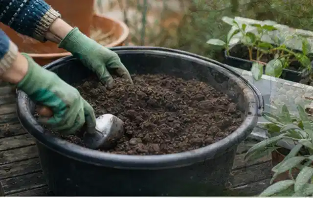 Behandschuhte Hände bereiten lockere Pflanzerde in einem großen Kübel vor; Thema Lavendel, Schwerpunkt Standort; Ergebnis.