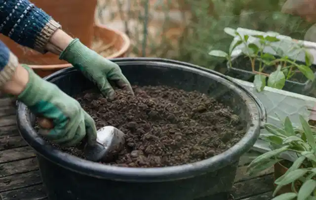 Behandschuhte Hände bereiten lockere Pflanzerde in einem großen Kübel vor; Thema Lavendel, Schwerpunkt Topfkultur; Ergebnis.