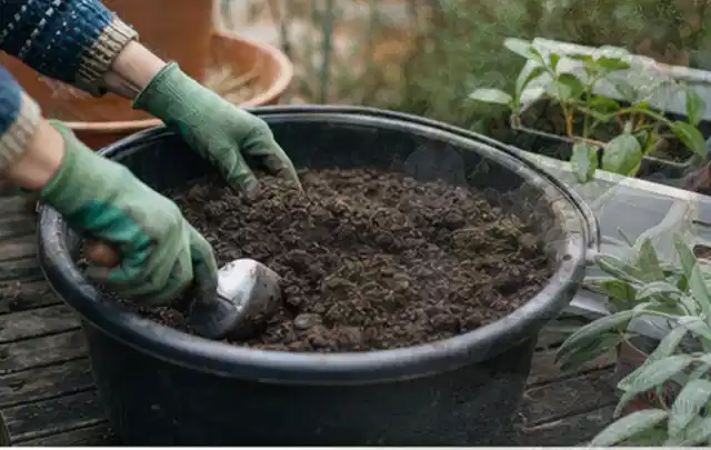 Behandschuhte Hände bereiten lockere Pflanzerde in einem großen Kübel vor; Thema Lavendel, Schwerpunkt Vermehrung; Umsetzung.