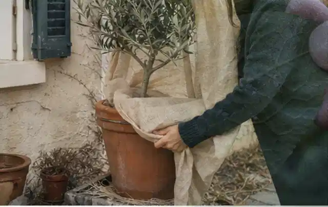 Person umhüllt eine mediterrane Kübelpflanze mit atmungsaktivem Winterschutz; Thema Lavendel, Schwerpunkt Vermehrung; Ergebnis.