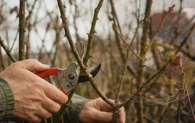 Hände schneiden einen älteren Rosenstrauch mit einer sauberen Gartenschere; Thema Lavendel, Schwerpunkt Vermehrung; Praxisalltag.