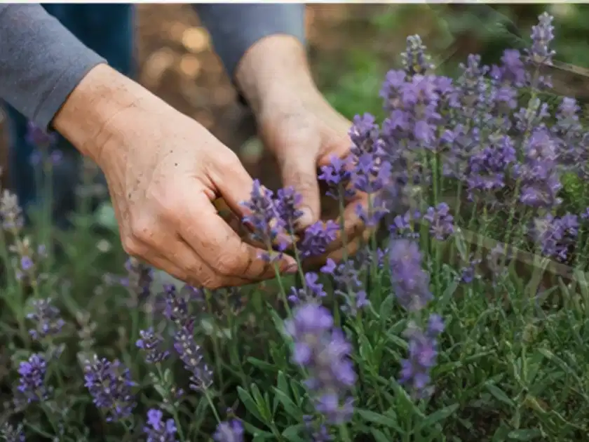 Hände pflegen blühenden Lavendel in einem natürlich angelegten Gartenbeet; Thema Lavendel, Schwerpunkt Wachstum; Titelbild.