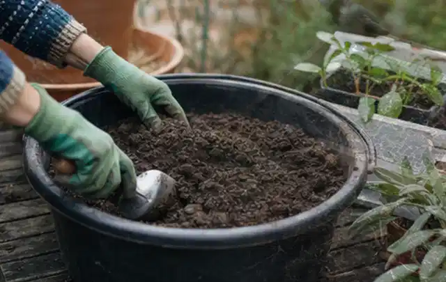Behandschuhte Hände bereiten lockere Pflanzerde in einem großen Kübel vor; Thema Lavendel, Schwerpunkt Wachstum; Ausgangslage.