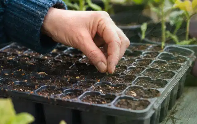 Hand legt einzelne Samen in vorbereitete Anzuchtschalen mit lockerer Erde; Thema Lavendel, Schwerpunkt Winterpflege; Ausgangslage.