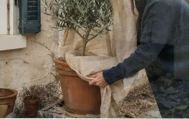 Person umhüllt eine mediterrane Kübelpflanze mit atmungsaktivem Winterschutz; Thema Lavendel, Schwerpunkt Winterpflege; Kontrolle.