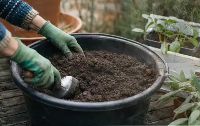 Behandschuhte Hände bereiten lockere Pflanzerde in einem großen Kübel vor; Thema Lilien, Schwerpunkt Bewässerung; Ausgangslage.
