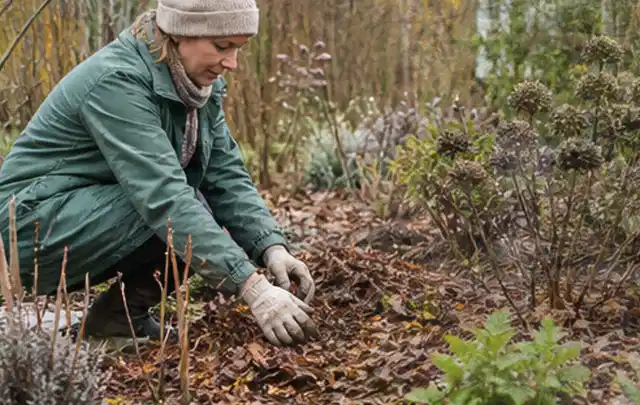 Person verteilt eine schützende Mulchschicht zwischen winterlichen Stauden; Thema Lilien, Schwerpunkt Bewässerung; Kontrolle.