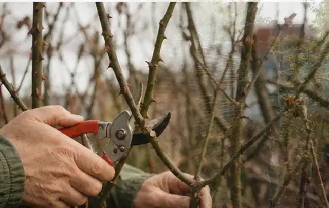 Hände schneiden einen älteren Rosenstrauch mit einer sauberen Gartenschere; Thema Lilien, Schwerpunkt Blumen; Kontrolle.