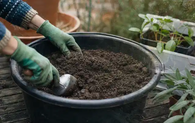 Behandschuhte Hände bereiten lockere Pflanzerde in einem großen Kübel vor; Thema Lilien, Schwerpunkt Boden; Umsetzung.