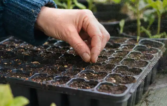 Hand legt einzelne Samen in vorbereitete Anzuchtschalen mit lockerer Erde; Thema Lilien, Schwerpunkt Boden; Ergebnis.