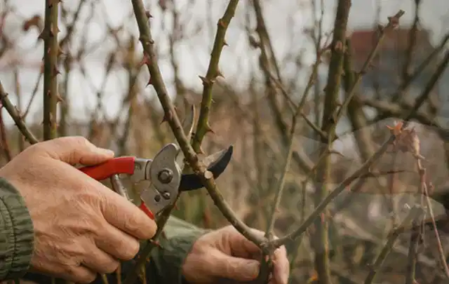 Hände schneiden einen älteren Rosenstrauch mit einer sauberen Gartenschere; Thema Lilien, Schwerpunkt Einsteigerwissen; Ergebnis.