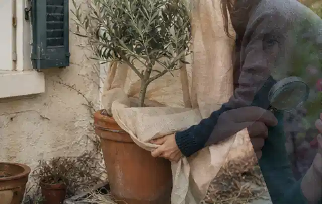 Person umhüllt eine mediterrane Kübelpflanze mit atmungsaktivem Winterschutz; Thema Lilien, Schwerpunkt Einsteigerwissen; Praxisalltag.