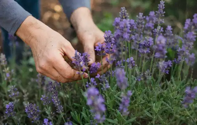 Hände pflegen blühenden Lavendel in einem natürlich angelegten Gartenbeet; Thema Lilien, Schwerpunkt Fehlerhilfe; Kontrolle.
