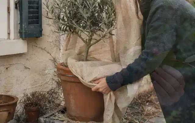 Person umhüllt eine mediterrane Kübelpflanze mit atmungsaktivem Winterschutz; Thema Lilien, Schwerpunkt Fehlerhilfe; Praxisalltag.