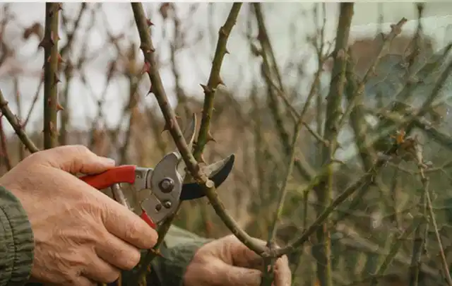 Hände schneiden einen älteren Rosenstrauch mit einer sauberen Gartenschere; Thema Lilien, Schwerpunkt Gartenpraxis; Ergebnis.