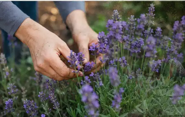 Hände pflegen blühenden Lavendel in einem natürlich angelegten Gartenbeet; Thema Lilien, Schwerpunkt Jahrespflege; Ausgangslage.