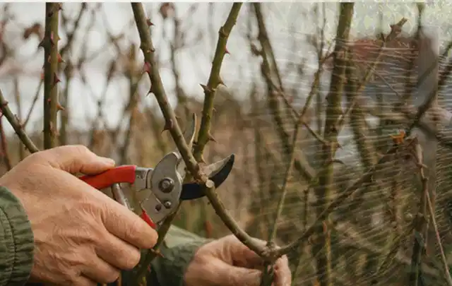 Hände schneiden einen älteren Rosenstrauch mit einer sauberen Gartenschere; Thema Lilien, Schwerpunkt Jahrespflege; Ergebnis.