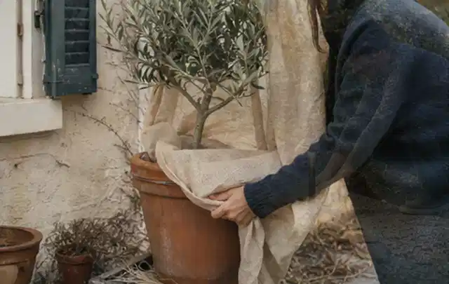 Person umhüllt eine mediterrane Kübelpflanze mit atmungsaktivem Winterschutz; Thema Lilien, Schwerpunkt Kaufberatung; Kontrolle.