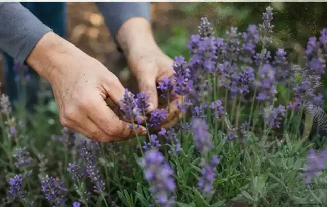 Hände pflegen blühenden Lavendel in einem natürlich angelegten Gartenbeet; Thema Lilien, Schwerpunkt Kaufberatung; Praxisalltag.