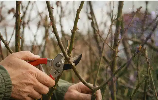Hände schneiden einen älteren Rosenstrauch mit einer sauberen Gartenschere; Thema Lilien, Schwerpunkt Pflanzengesundheit; Ausgangslage.