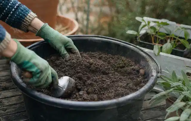 Behandschuhte Hände bereiten lockere Pflanzerde in einem großen Kübel vor; Thema Lilien, Schwerpunkt Pflanzengesundheit; Praxisalltag.