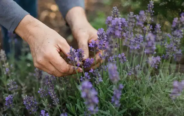 Hände pflegen blühenden Lavendel in einem natürlich angelegten Gartenbeet; Thema Lilien, Schwerpunkt Pflanzenschutz; Ausgangslage.