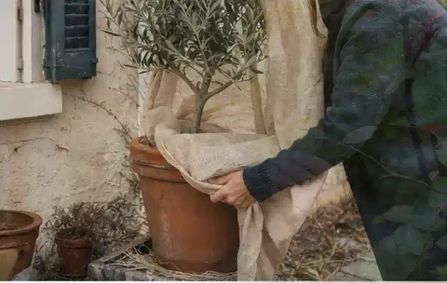 Person umhüllt eine mediterrane Kübelpflanze mit atmungsaktivem Winterschutz; Thema Lilien, Schwerpunkt Pflanzenschutz; Ergebnis.