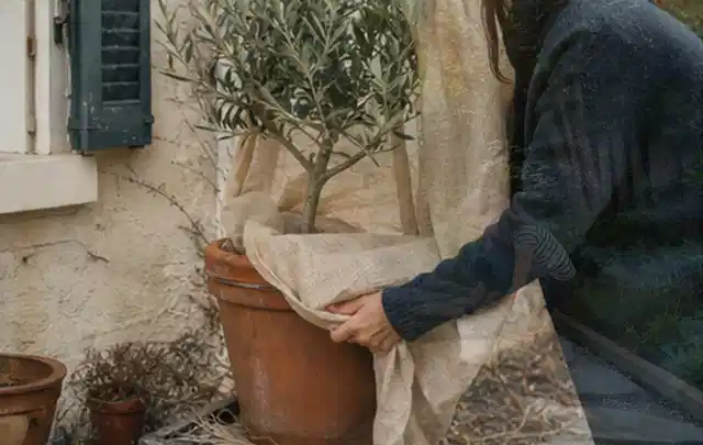Person umhüllt eine mediterrane Kübelpflanze mit atmungsaktivem Winterschutz; Thema Lilien, Schwerpunkt Pflanzpartner; Umsetzung.