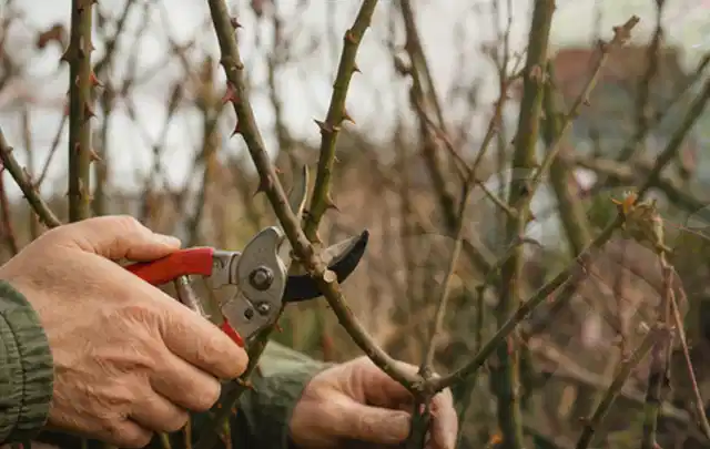 Hände schneiden einen älteren Rosenstrauch mit einer sauberen Gartenschere; Thema Lilien, Schwerpunkt Problemlösung; Ausgangslage.