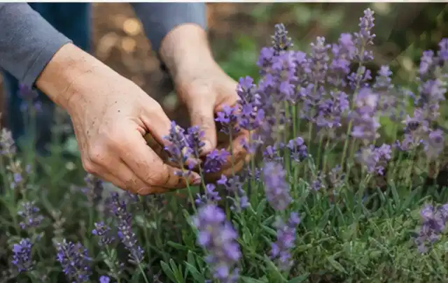 Hände pflegen blühenden Lavendel in einem natürlich angelegten Gartenbeet; Thema Lilien, Schwerpunkt Problemlösung; Umsetzung.