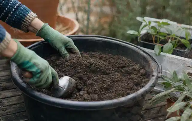 Behandschuhte Hände bereiten lockere Pflanzerde in einem großen Kübel vor; Thema Lilien, Schwerpunkt Problemlösung; Praxisalltag.
