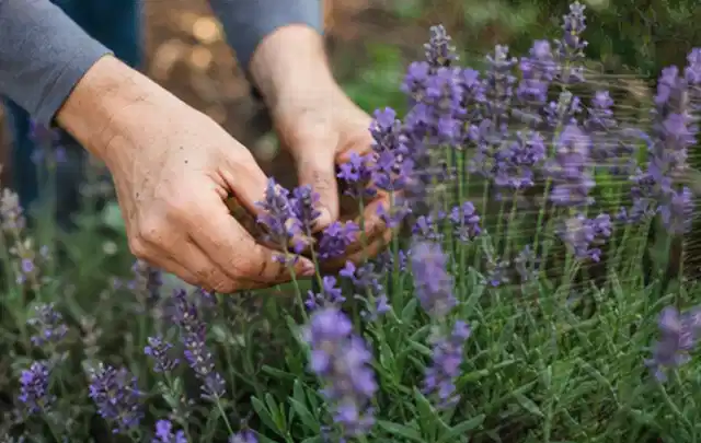 Hände pflegen blühenden Lavendel in einem natürlich angelegten Gartenbeet; Thema Lilien, Schwerpunkt Rückschnitt; Ausgangslage.
